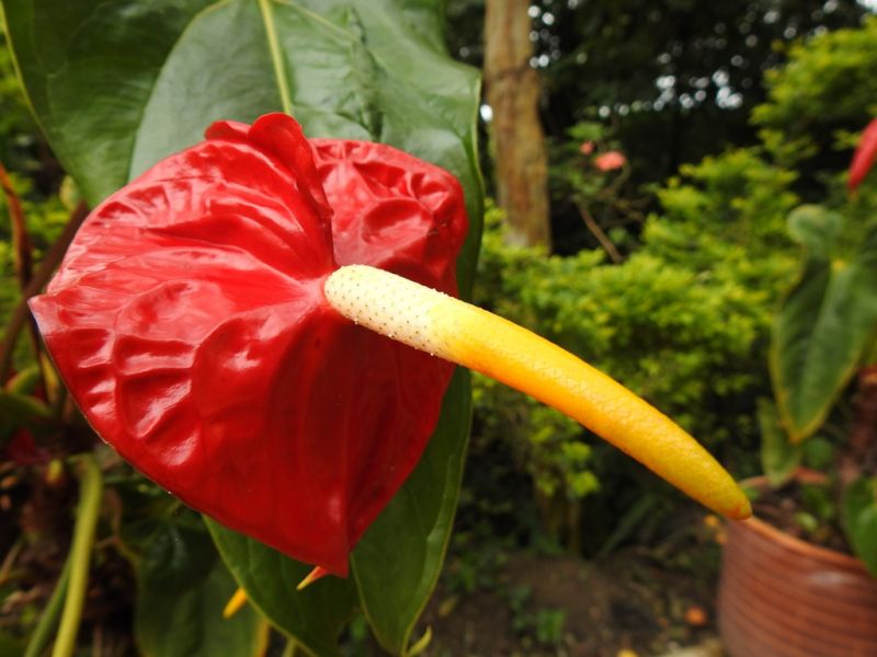 Hotel-Hospedaje-Andino-San-Agustin-Huila-Colombia (6)